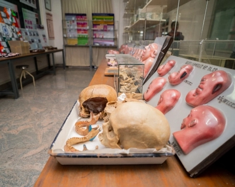 Oral Pathology Museum